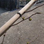 Ásimina trojlaločná - Banán severu PAW PAW (Asimina triloba) ´PRIMA´ - výška 270-290 cm, kont. C35L